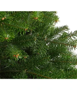 Nordmann-Tanne, B-Sortierung, Ca. 100-125 Cm, Im Topf Gewachsen -Progarden Pflanzen Verkäufe 8995706 WE DE 001 AbiesNordmannianaNordmanntanne100 125Container8LiterBSortierungDehnerExpressHerzig