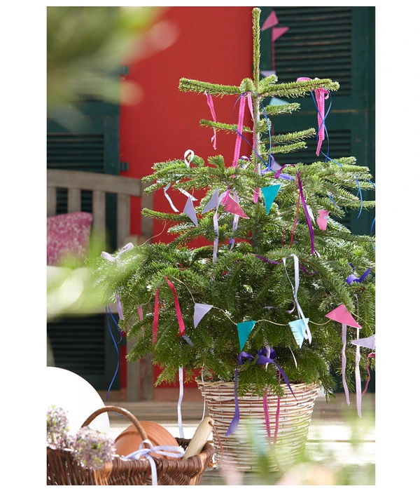 Nordmann-Tanne, Ca. 60-80 Cm, Im Topf Gewachsen 2 Nordmann-Tanne, Ca. 60-80 Cm, Im Topf Gewachsen – Bild 2