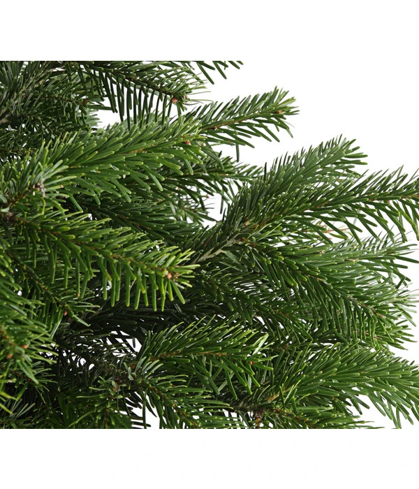 Nordmann-Tanne, Ca. 60-80 Cm, Im Topf Gewachsen 4 Nordmann-Tanne, Ca. 60-80 Cm, Im Topf Gewachsen – Bild 4