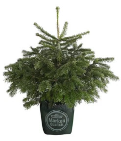 Nordmann-Tanne, Ca. 60-80 Cm, Im Topf Gewachsen