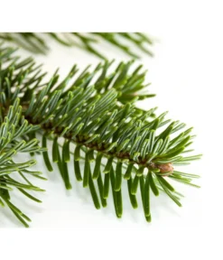 Nordmann-Tanne, Ca. 100-150 Cm, Gesägt -Progarden Pflanzen Verkäufe 8995896 BildD 001 Nordmanntanne