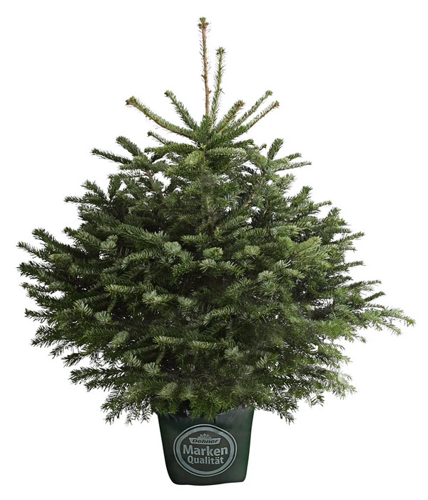Nordmann-Tanne, Ca. 80-100 Cm, Im Topf Gewachsen 1 Nordmann-Tanne, Ca. 80-100 Cm, Im Topf Gewachsen