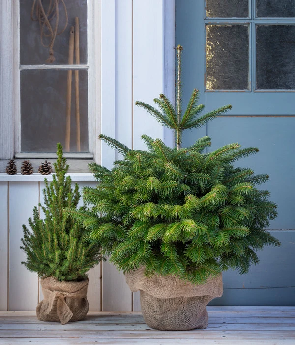 Nordmann-Tanne, Ca. 80-100 Cm, Im Topf Gewachsen 2 Nordmann-Tanne, Ca. 80-100 Cm, Im Topf Gewachsen – Bild 2