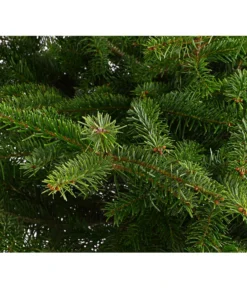 Nordmann-Tanne, Ca. 100-125 Cm, Im Topf Gewachsen 5 Nordmann-Tanne, Ca. 100-125 Cm, Im Topf Gewachsen -Progarden Pflanzen Verkäufe 8995953 WE DE 001 AbiesNordmannianaNordmanntanne100 125Container8LiterDehnerExpressHerzig