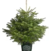 Nordmann-Tanne, Ca. 100-125 Cm, Im Topf Gewachsen