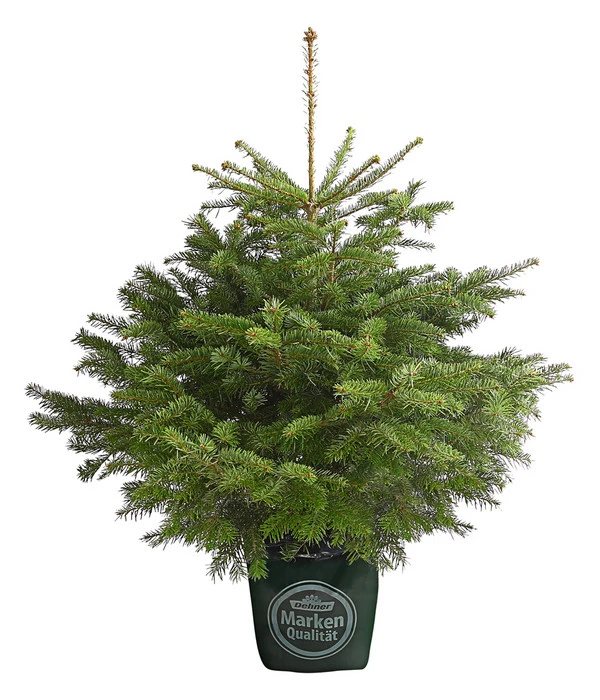 Nordmann-Tanne, Ca. 100-125 Cm, Im Topf Gewachsen 1 Nordmann-Tanne, Ca. 100-125 Cm, Im Topf Gewachsen