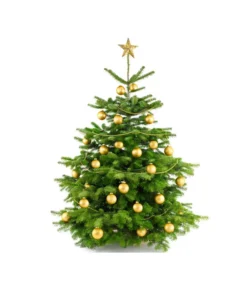 Nordmann-Tanne, Ca. 100-150 Cm, Gesägt -Progarden Pflanzen Verkäufe 8996480 BildFS 004 AbiesNordmannStandard