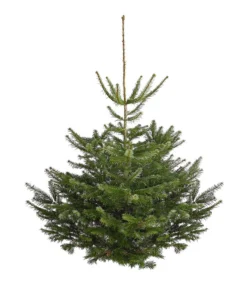 Nordmann-Tanne, Ca. 150-200 Cm, Gesägt