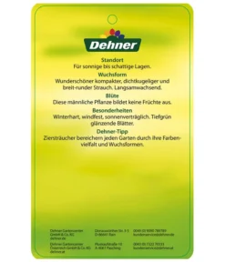 Stechpalme 'Heckenstar' -Progarden Pflanzen Verkäufe AmerikanischerIlexHeckenstar Etikett 2