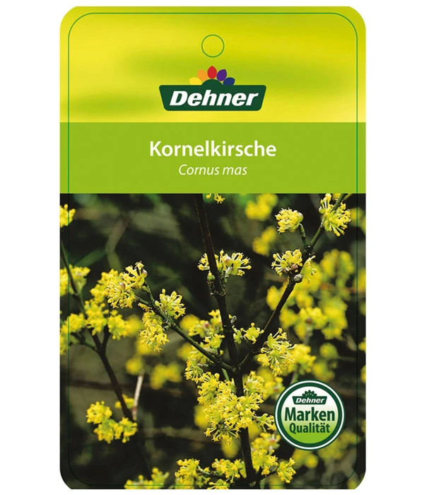 Kornelkirsche - Cornus Mas 5 Kornelkirsche - Cornus Mas – Bild 5
