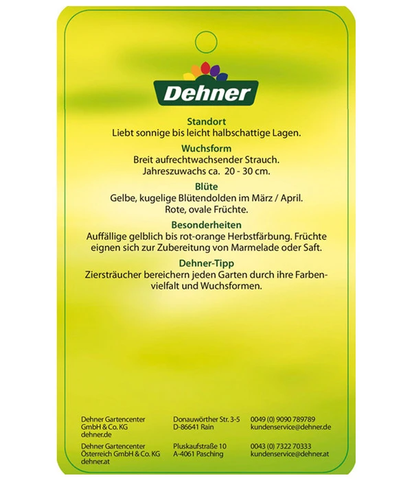 Kornelkirsche - Cornus Mas 6 Kornelkirsche - Cornus Mas – Bild 6