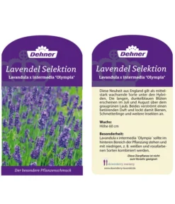 Lavendel 'Olympia' 5 Lavendel 'Olympia' -Progarden Pflanzen Verkäufe LavendelOlympia