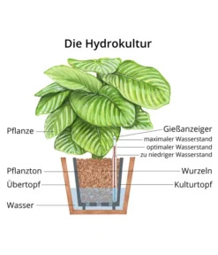 Drachenbaum - Dracaena Compacta, Hydrokultur -Progarden Pflanzen Verkäufe WE MO Hydrokultur Hydropflanze Grafik 10