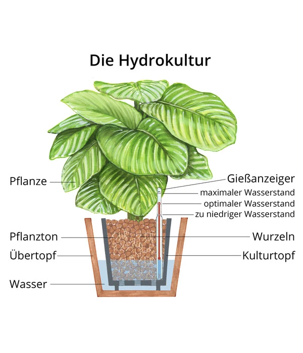 Fensterblatt - Monstera Deliciosa, Hydrokultur 3 Fensterblatt - Monstera Deliciosa, Hydrokultur – Bild 3