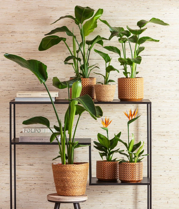 Progarden Pflanzen Verkäufe -Progarden Pflanzen Verkäufe 8276446 4439014 6895635 WE MO 001 StrelitzienKorbIgmarTopfThies 1