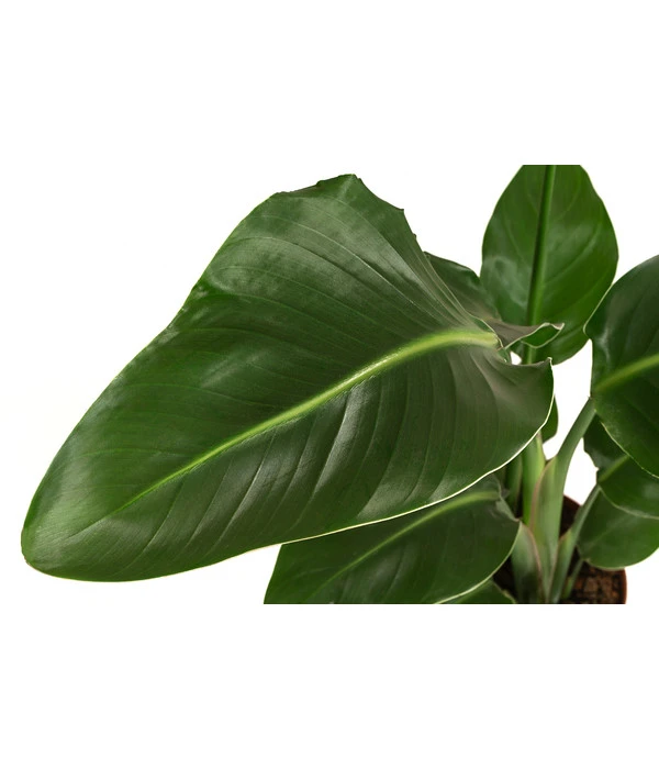 Progarden Pflanzen Verkäufe -Progarden Pflanzen Verkäufe